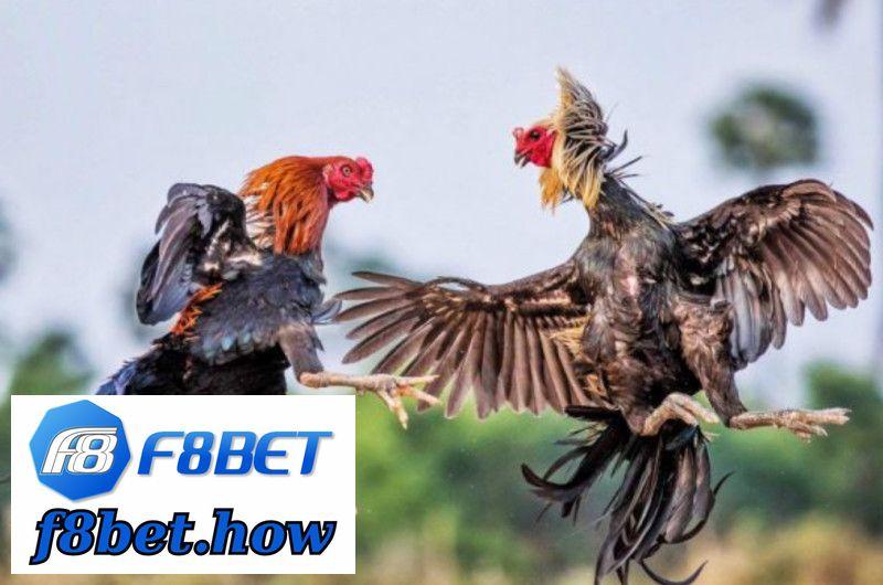 Cập nhật liên quân mùa 24 top tính năng mới và cơ hội nâng cấp rank
